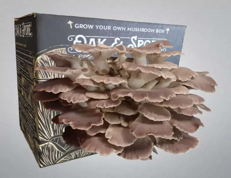 Custom Printed Mushroom Boxes Wholesale USA